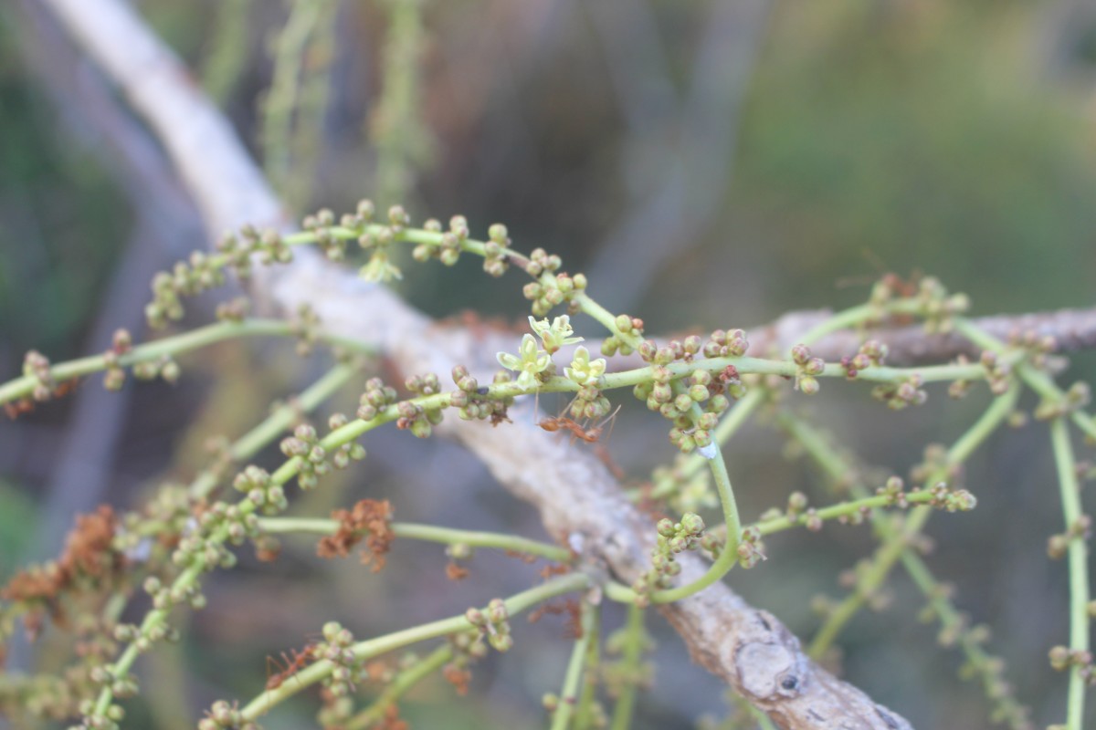 Lannea coromandelica (Houtt.) Merr